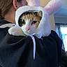 Twix joined the competition — help win amazing prizes! cat, person, indoor, pet, costume, bunny_ears, cute, fur, animal, face, holding, home, window, curtains, black_clothing, calico_cat, close_up, portrait, soft_light, ribbon