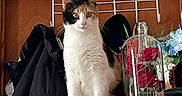 Twix joined the competition — help win amazing prizes! cat, calico_cat, furniture, coat, clothing, hanger, wood, flower, rose, glass_dome, indoor, pet, animal, table, plant, decoration, curious, sitting, domestic, fur