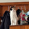 cat, calico_cat, furniture, coat, clothing, hanger, wood, flower, rose, glass_dome, indoor, pet, animal, table, plant, decoration, curious, sitting, domestic, fur
