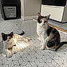 Twix is registered to the contest to win money with this photo: cat, calico_cat, indoor, floor, patterned_floor, sunlight, kitchen, appliance, white_wall, sitting, lying_down, pet, animal, domestic_cat, curious, feline, relaxed, two_cats, home, cozy
