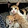 Twix