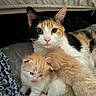 cat, kitten, calico_cat, orange_kitten, white_kitten, animal, pet, feline, mother_cat, baby_cat, fur, cute, resting, blanket, indoors, cozy, snuggling, close_up, domestic_cat, sleepy