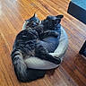 Theo joined the competition — help win amazing prizes! cat, dog, pet_bed, tabby_cat, french_bulldog, wooden_floor, indoor, snuggling, animal_friendship, cozy, fur, paw, ears, tail, resting, cute, companions, domestic_animals, small_dog, fluffy_cat