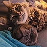 Theo joined the competition — help win amazing prizes! cat, dog, tabby_cat, sleeping_dog, cuddle, cozy, blanket, pet, animal, friendship, relaxation, indoor, close_up, fur, snuggle, companion, cute, resting, domestic_animals, comfort
