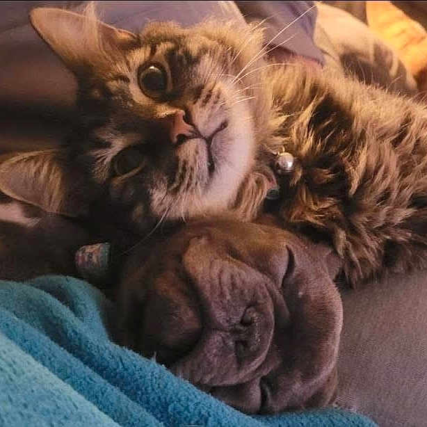 Theo joined the competition — help win amazing prizes! cat, dog, tabby_cat, sleeping_dog, cuddle, cozy, blanket, pet, animal, friendship, relaxation, indoor, close_up, fur, snuggle, companion, cute, resting, domestic_animals, comfort