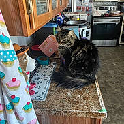 Theo is registered to the contest to win money with this photo: cat, kitchen, counter, tabby_cat, domestic, furniture, appliance, refrigerator, stove, curtain, pattern, cupcake, dog_container, food_bowl, floor, cabinet, home, indoor, pet, cozy