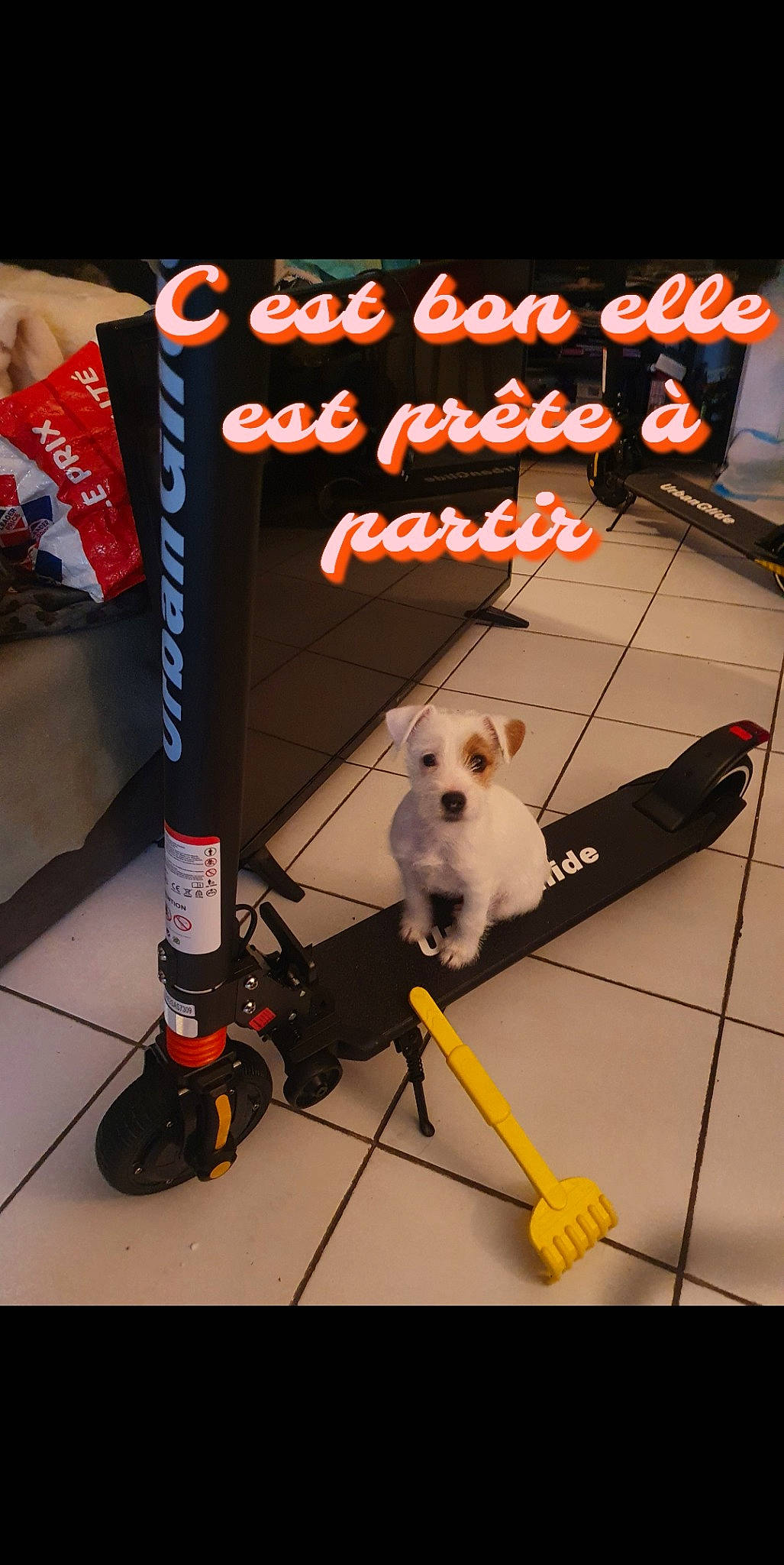 Tyna participe au concours pour gagner de l'argent avec cette photo : advertising, canidae, carnivore, collar, companion_dog, dog, dog_breed, dog_supply, flooring, leash, non_sporting_group, paw, pet_supply, photo_caption, sporting_group, stuffed_toy, tail, toy, toy_dog, working_animal