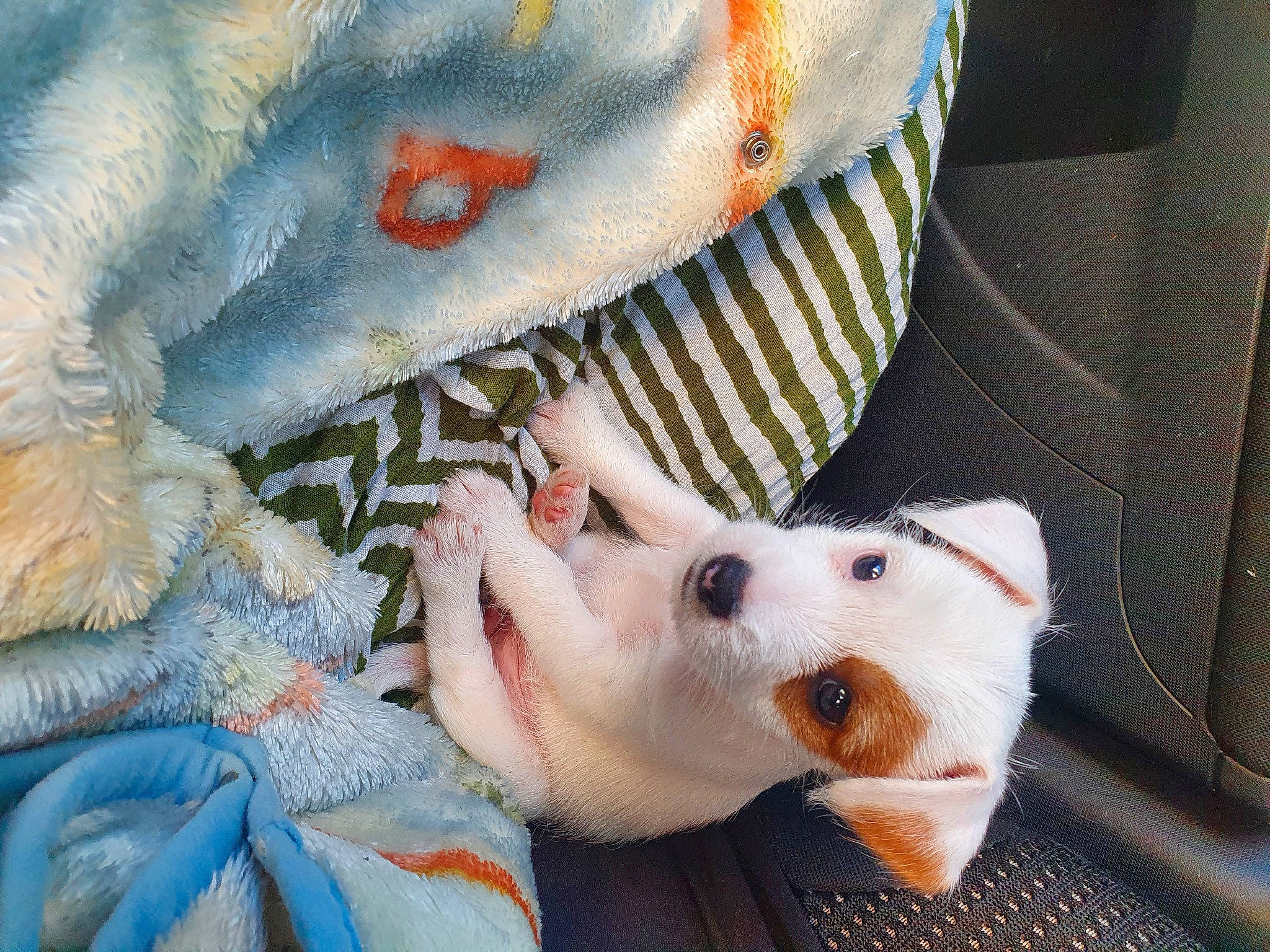 Tyna participe au concours pour gagner de l'argent avec cette photo : art, canidae, carmine, carnivore, companion_dog, dog_breed, fawn, flesh, foot, fur, human_leg, jaw, mouth, nail, pattern, paw, snout, suidae, terrestrial_animal, whiskers