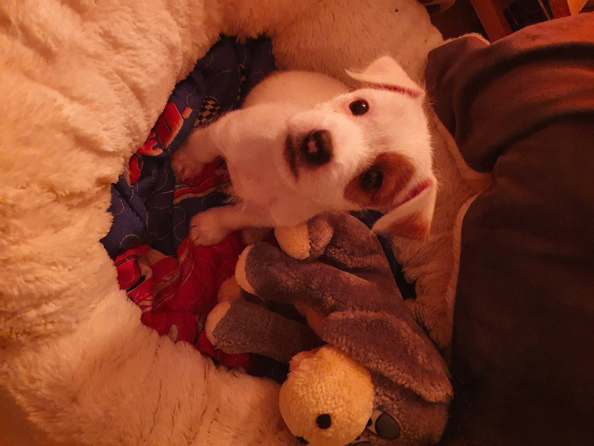 Tyna participe au concours pour gagner de l'argent avec cette photo : bedtime, brown, canidae, carnivore, comfort, companion_dog, dog, dog_breed, dog_supply, fawn, flooring, fur, linens, paw, room, snout, stuffed_toy, toy, toy_dog, working_animal