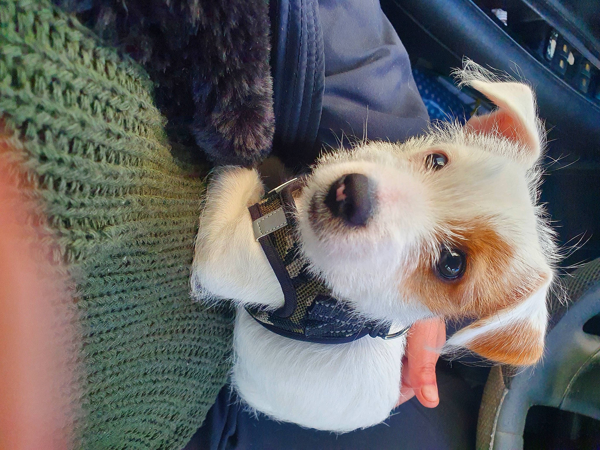 Tyna a rejoint le concours — aidez-le/la à gagner de superbes lots ! canidae, carnivore, companion_dog, dog, dog_breed, dog_clothes, dog_supply, eyewear, fawn, fur, puppy_love, selfie, small_terrier, snout, sporting_group, stuffed_toy, terrier, toy_dog, whiskers, windmill