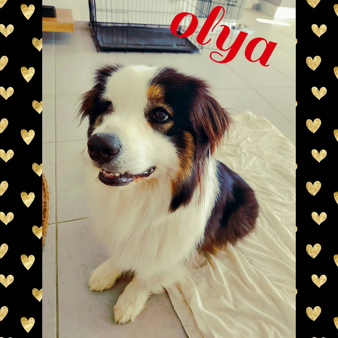 Olya participe au concours pour gagner de l'argent avec cette photo : advertising, art, automotive_tire, canidae, carnivore, companion_dog, dog, dog_breed, door, font, fur, gun_dog, herding_dog, photo_caption, rectangle, snout, sporting_group, whiskers, window, working_dog