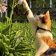 Dolly joined the competition — help win amazing prizes! cat, calico_cat, flower, pink_flower, plant, green_leaves, grass, outdoor, garden, sunlight, paw, curious, pet, animal, nature, wooden_fence, close_up, daylight, white, orange