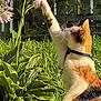 cat, calico_cat, flower, pink_flower, plant, green_leaves, grass, outdoor, garden, sunlight, paw, curious, pet, animal, nature, wooden_fence, close_up, daylight, white, orange