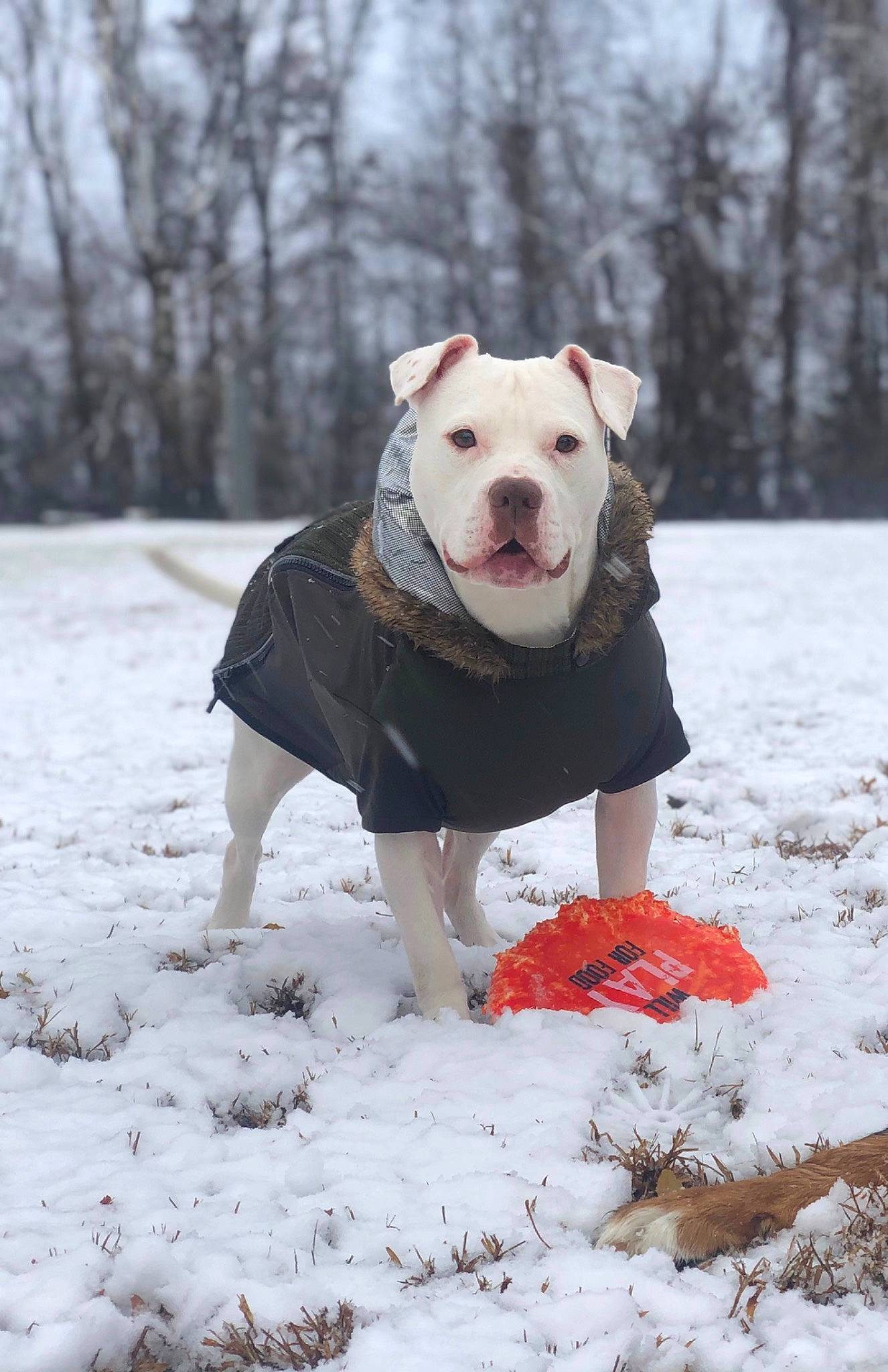 Calla joined the competition — help win amazing prizes! american_bulldog, american_pit_bull_terrier, american_staffordshire_terrier, bull_and_terrier, bulldog, canidae, carnivore, cordoba_fighting_dog, dog, dog_breed, dogo_argentino, fawn, mammal, non_sporting_group, olde_english_bulldogge, pit_bull, rare_breed_dog, snout, snow, winter