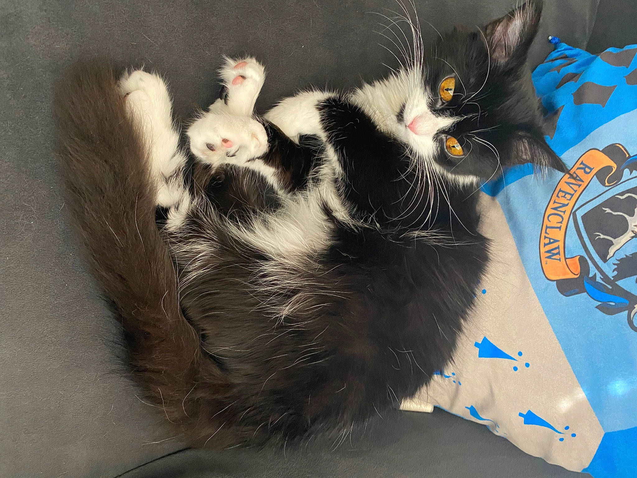 Cirilla is registered to the contest to win money with this photo: black_cat, carnivore, cat, claw, comfort, domestic_short_haired_cat, electric_blue, felidae, foot, fur, paw, small_to_medium_sized_cats, snout, tail, whiskers, window