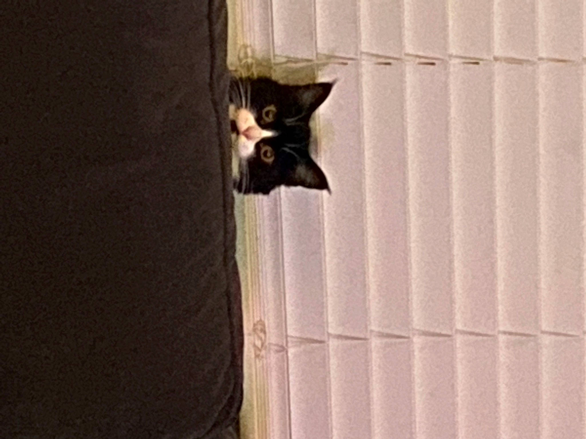 Cirilla joined the competition — help win amazing prizes! bombay, carnivore, cat, domestic_short_haired_cat, door, felidae, fur, hardwood, pattern, pet_supply, shadow, small_to_medium_sized_cats, snout, tail, terrestrial_animal, tints_and_shades, whiskers, wildlife, window, wood