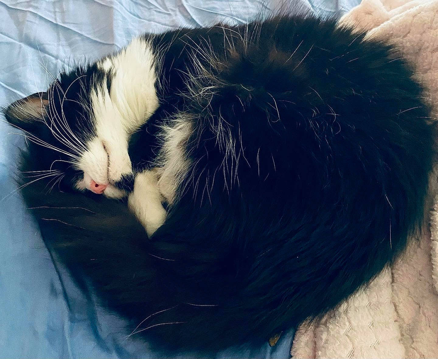 Cirilla is registered to the contest to win money with this photo: carnivore, cat, claw, comfort, domestic_short_haired_cat, electric_blue, eye, felidae, foot, fur, human_body, leg, nose, paw, small_to_medium_sized_cats, snout, tail, tints_and_shades, whiskers, window