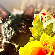 Jennifer Dick joined the competition — help win amazing prizes! animal, black_cat, cat, close_up, colorful, cozy, cute, domestic_animal, ear, feline, flower, indoor, leaf, nature, pet, portrait, relaxed, soft_focus, whiskers, yellow_flower