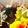 animal, black_cat, cat, close_up, colorful, cozy, cute, domestic_animal, ear, feline, flower, indoor, leaf, nature, pet, portrait, relaxed, soft_focus, whiskers, yellow_flower