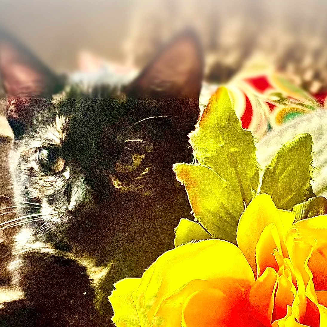 Jennifer Dick joined the competition — help win amazing prizes! animal, black_cat, cat, close_up, colorful, cozy, cute, domestic_animal, ear, feline, flower, indoor, leaf, nature, pet, portrait, relaxed, soft_focus, whiskers, yellow_flower