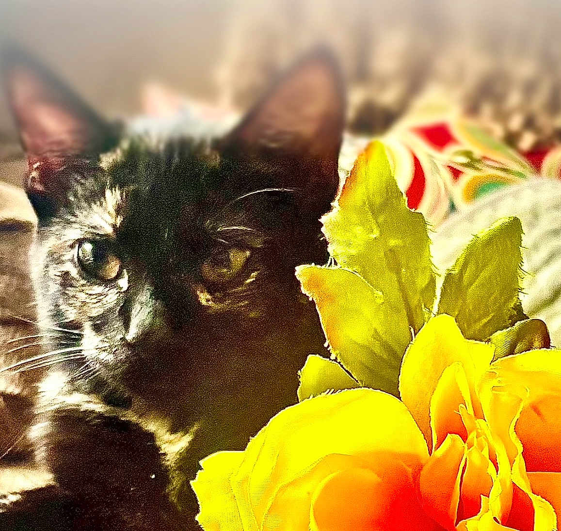 Jennifer Dick joined the competition — help win amazing prizes! animal, black_cat, cat, close_up, colorful, cozy, cute, domestic_animal, ear, feline, flower, indoor, leaf, nature, pet, portrait, relaxed, soft_focus, whiskers, yellow_flower