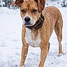 dog, snow, outdoor, animal, pet, winter, collar, fur, canine, nature, standing, snowflakes, white, brown, alert, cold, forest, background, mammal, portrait