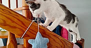 Praline a rejoint le concours — aidez-le/la à gagner de superbes lots ! kitten, cat, black_and_white, wooden_staircase, toy, star_shaped_toy, indoor, curious, playful, pet, paw, climbing, home, furniture, string, animal, domestic, cute, whiskers, young_cat