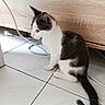 Praline a rejoint le concours — aidez-le/la à gagner de superbes lots ! kitten, cat, black_and_white, floor, tile, wooden_cabinet, indoor, pet, animal, curious, sitting, side_view, tail, whiskers, young, domestic_cat, cute, feline, playful, cord