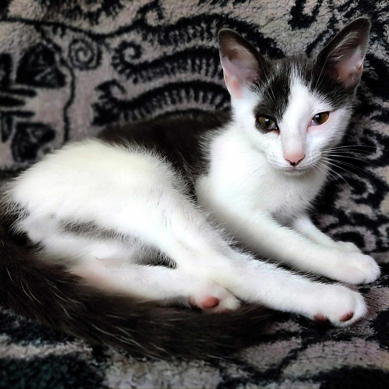 Praline a rejoint le concours — aidez-le/la à gagner de superbes lots ! kitten, cat, black_and_white, pet, animal, feline, lying_down, blanket, patterned, cute, young, whiskers, ears, tail, indoor, relaxed, fur, small, domestic, resting
