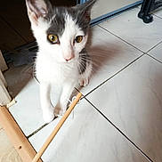 Praline participe au concours pour gagner de l'argent avec cette photo : kitten, cat, pet, curious, toy, stick, white_fur, gray_fur, yellow_eyes, floor, tile, door_frame, indoor, animal, small, young, playful, whiskers, paw, domestic