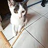 kitten, cat, pet, curious, toy, stick, white_fur, gray_fur, yellow_eyes, floor, tile, door_frame, indoor, animal, small, young, playful, whiskers, paw, domestic