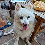 Eika participe au concours pour gagner de l'argent avec cette photo : dog, white_dog, fluffy_dog, happy_dog, tongue_out, stone_patio, wooden_table, papers, mug, brown_paper_bag, person, blue_sandals, cat, grey_cat, outdoor, relaxed, pet, animal, table, footwear