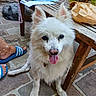 dog, white_dog, fluffy_dog, happy_dog, tongue_out, stone_patio, wooden_table, papers, mug, brown_paper_bag, person, blue_sandals, cat, grey_cat, outdoor, relaxed, pet, animal, table, footwear