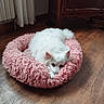 Eika participe au concours pour gagner de l'argent avec cette photo : dog, white_dog, pet_bed, pink_bed, fluffy, curled_up, sleepy, cozy, indoor, wooden_floor, furniture, curtains, domestic, companion_animal, resting, cute, small_dog, floor, home, relaxed