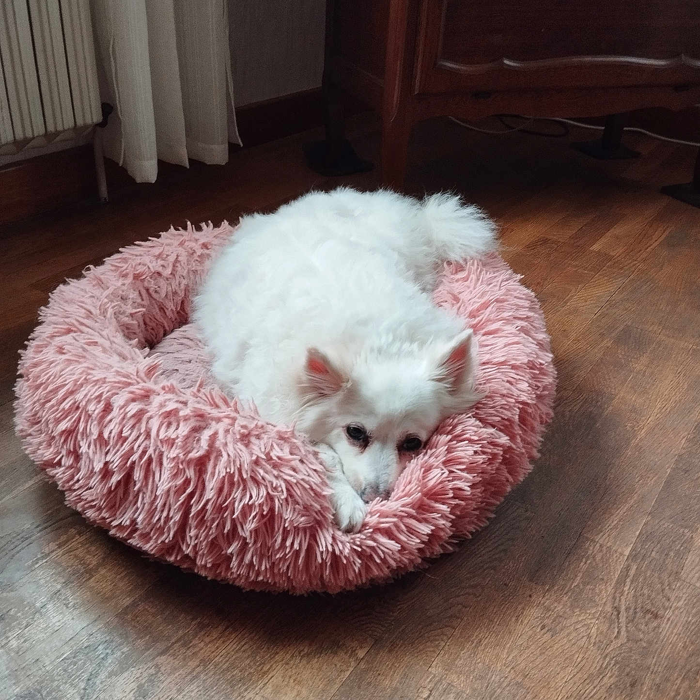 Eika participe au concours pour gagner de l'argent avec cette photo : dog, white_dog, pet_bed, pink_bed, fluffy, curled_up, sleepy, cozy, indoor, wooden_floor, furniture, curtains, domestic, companion_animal, resting, cute, small_dog, floor, home, relaxed