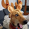 Romi participe au concours pour gagner de l'argent avec cette photo : dog, reindeer_headband, brown_dog, pet, indoor, living_room, furniture, sofa, blanket, collar, tag, excited, mouth_open, ears, costume, holiday, cute, animal, domestic_animal, closeup