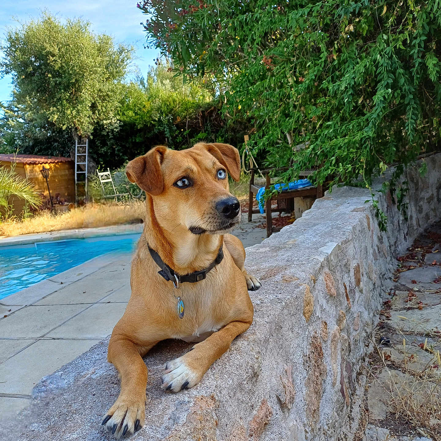 Romi