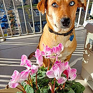 Romi participe au concours pour gagner de l'argent avec cette photo : dog, heterochromia, blue_eye, brown_eye, flower_pot, pink_flowers, balcony, sunlight, shadow, urban, cityscape, pet_collar, outdoor, plant, leaf, nature, closeup, animal, domestic_animal, portrait