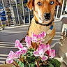 dog, heterochromia, blue_eye, brown_eye, flower_pot, pink_flowers, balcony, sunlight, shadow, urban, cityscape, pet_collar, outdoor, plant, leaf, nature, closeup, animal, domestic_animal, portrait