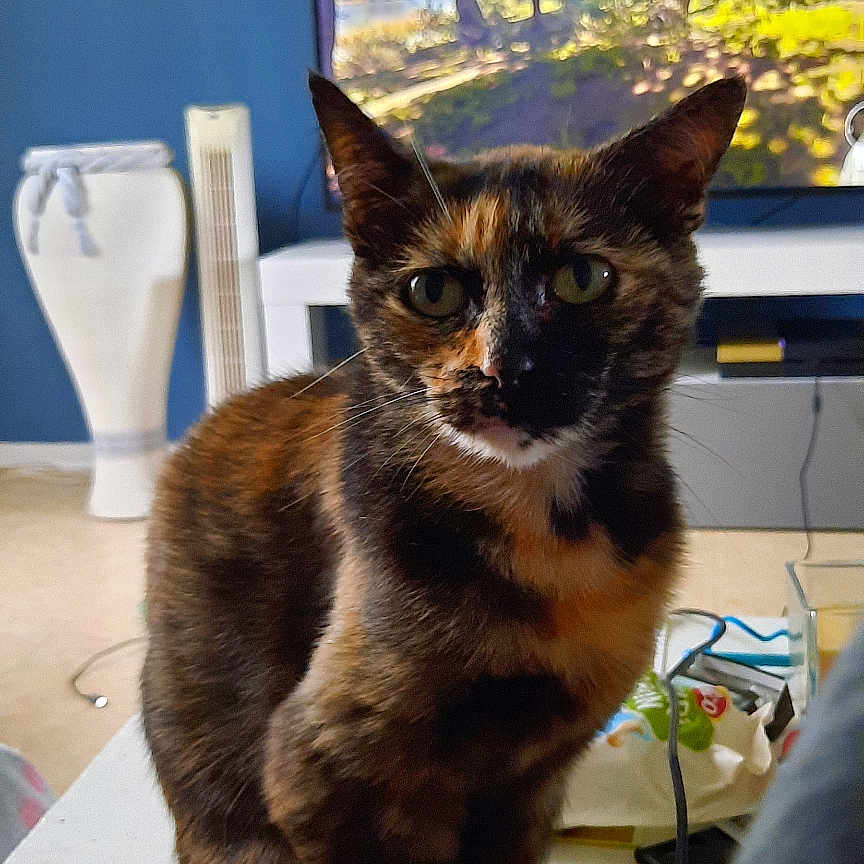 Lana participe au concours pour gagner de l'argent avec cette photo : adult, animal, cat, computerhardware, couch, electronics, entertainmentcenter, furniture, hardware, indoors, interiordesign, male, man, monitor, person, pet, screen, table, tv, wood