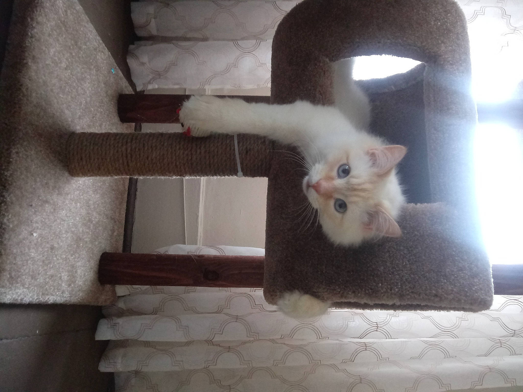 Yoda is registered to the contest to win money with this photo: carnivore, cat, chair, claw, domestic_short_haired_cat, eye, fawn, felidae, flooring, fur, hardwood, paw, room, small_to_medium_sized_cats, snout, tail, tints_and_shades, whiskers, window, wood