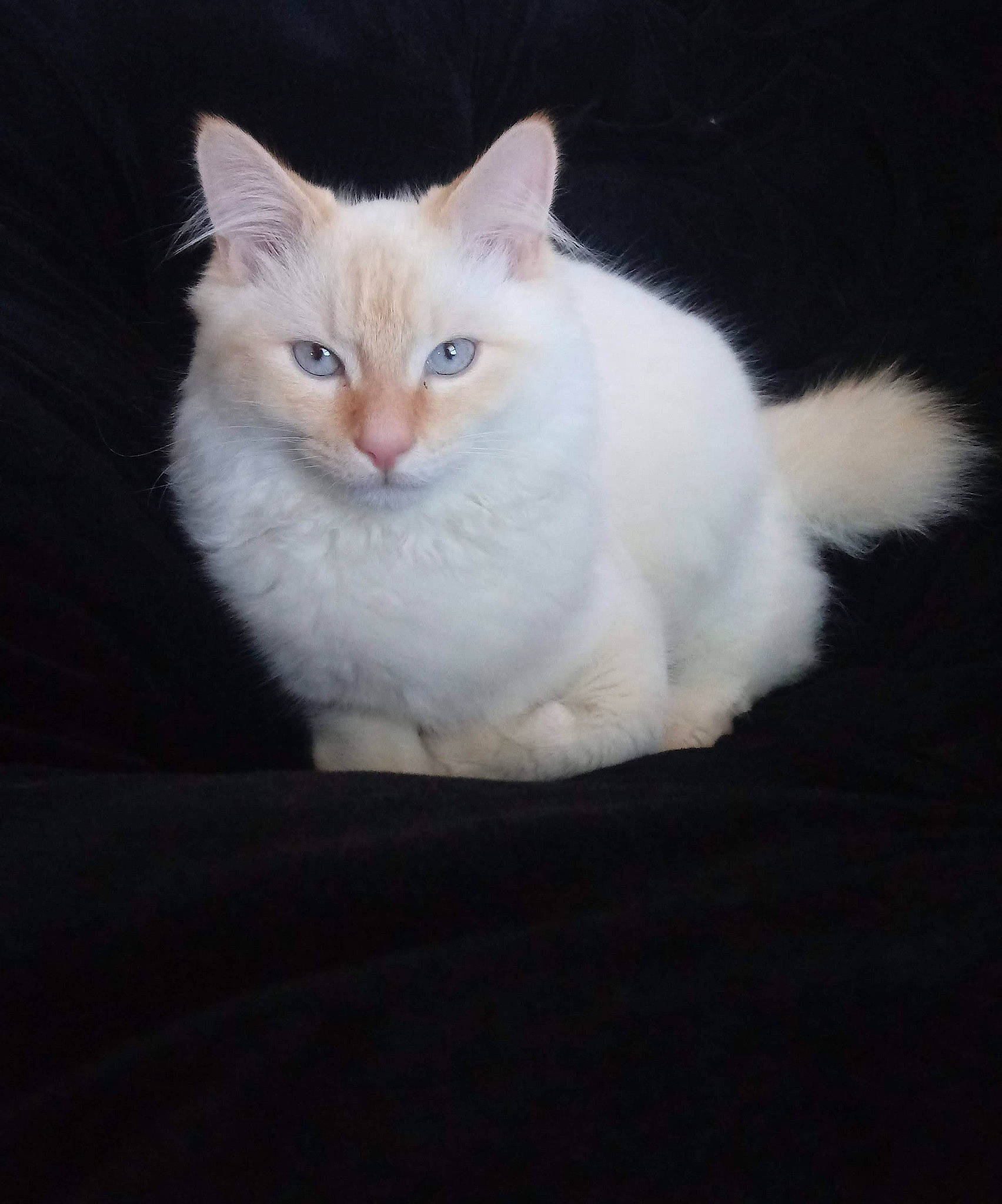 Yoda is registered to the contest to win money with this photo: carnivore, cat, darkness, domestic_short_haired_cat, eye, fawn, felidae, fur, head, paw, sitting, small_to_medium_sized_cats, snout, tail, whiskers, wood