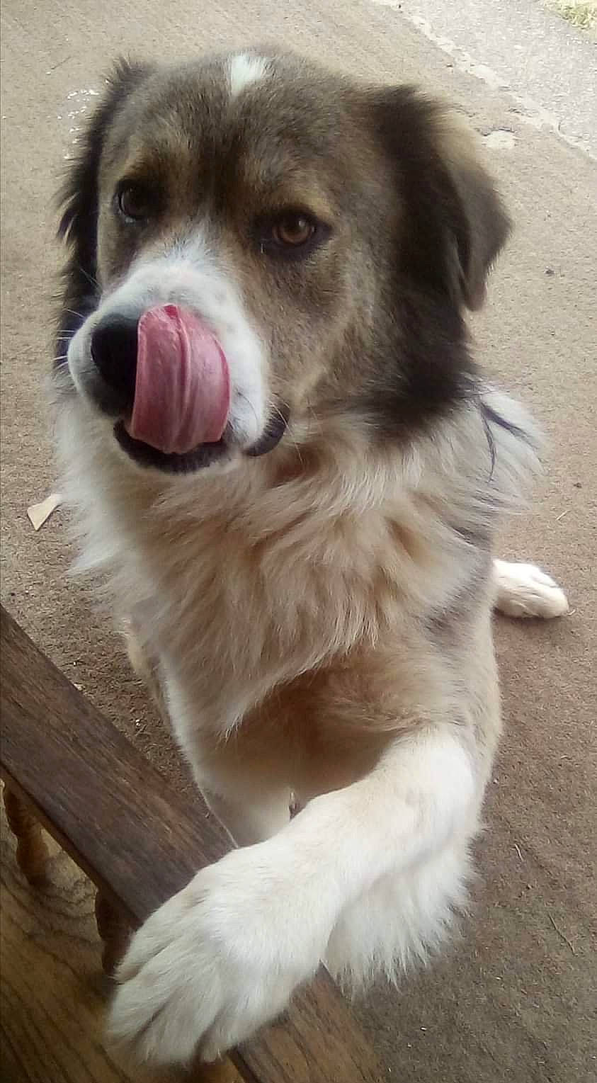 Hiccup joined the competition — help win amazing prizes! ancient_dog_breeds, bored, canidae, carnivore, collar, companion_dog, dog, dog_breed, dog_collar, fang, fawn, fur, giant_dog_breed, guard_dog, paw, sporting_group, terrestrial_animal, whiskers, working_animal, working_dog