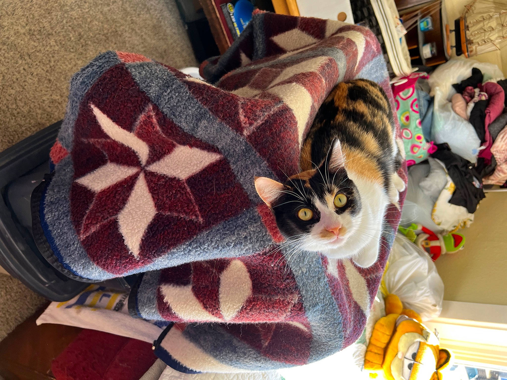 Millie joined the competition — help win amazing prizes! carmine, carnivore, cat, comfort, couch, creative_arts, domestic_short_haired_cat, fawn, felidae, fur, linens, pattern, plaid, room, small_to_medium_sized_cats, tail, tartan, textile, toy, whiskers