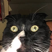 Daegan Scott joined the competition — help win amazing prizes! animal, background, black_and_white, blurred, cat, close_range, close_up, domestic_cat, ears, face, fur, indoor, indoor_lighting, nose, person_partial, pet, portrait, startled_expression, whiskers, wide_eyes