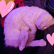 Mochi joined the competition — help win amazing prizes! adorable, animal, cat, cozy, curled_up, cute, domestic, feline, fur, indoor, love, pet, pink_hearts, purple_light, quiet, relaxed, resting, sleeping, soft, white_fur