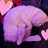 adorable, animal, cat, cozy, curled_up, cute, domestic, feline, fur, indoor, love, pet, pink_hearts, purple_light, quiet, relaxed, resting, sleeping, soft, white_fur