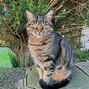 Minette participe au concours pour gagner de l'argent avec cette photo : cat, tabby, animal, pet, outdoor, greenery, stone, nature, fur, tail, whiskers, ears, eyes, sitting, calm, curious, daylight, tree, plant, closeup