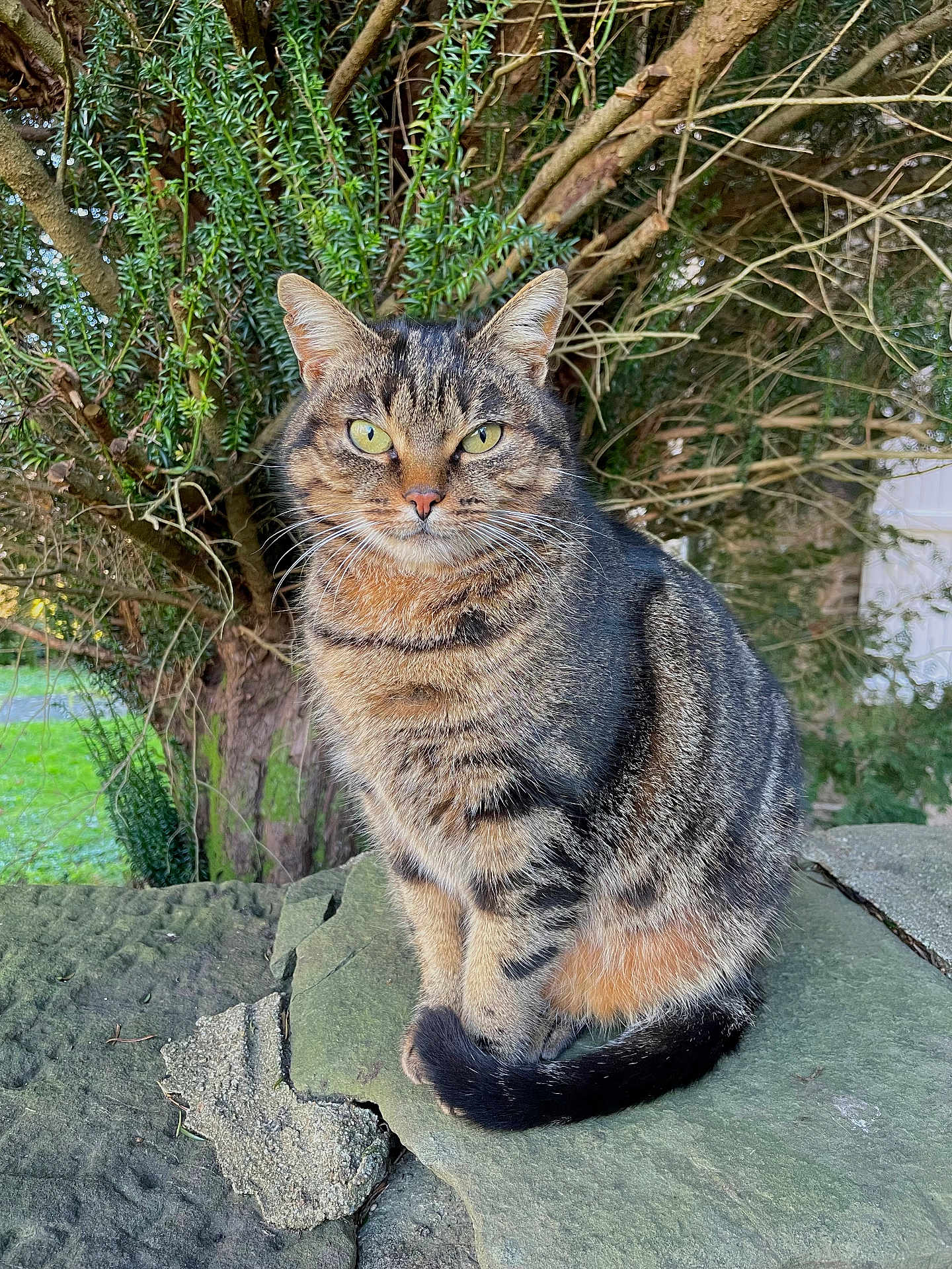 Minette participe au concours pour gagner de l'argent avec cette photo : cat, tabby, animal, pet, outdoor, greenery, stone, nature, fur, tail, whiskers, ears, eyes, sitting, calm, curious, daylight, tree, plant, closeup