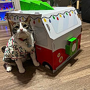 Bean joined the competition — help win amazing prizes! bell, box, cardboard_house, cat, christmas_theme, collar, costume, cozy, decorations, festive, furniture, hardwood_floor, holiday_pajamas, living_room, pajamas, pet, plant, tabby, toy_van, whiskers